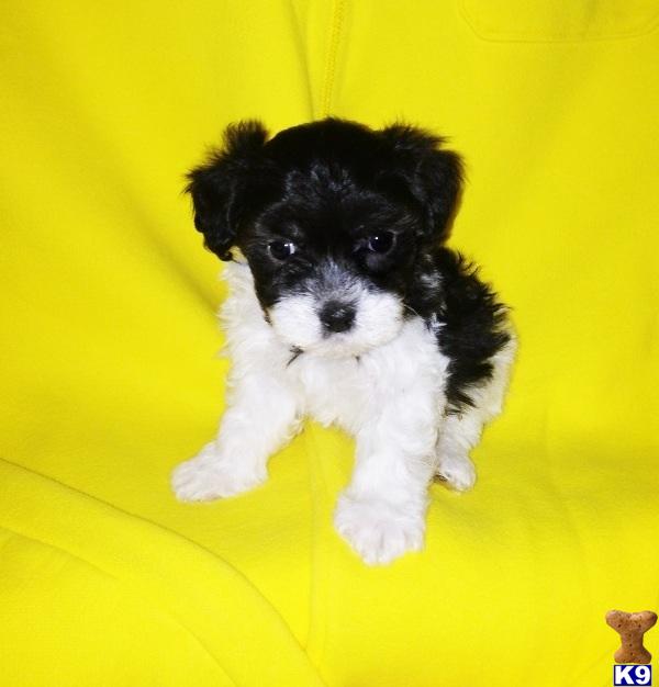 Puppies in CA